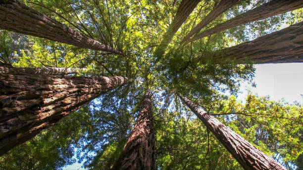 Best Tree Disease Treatment  in Pittsburg, TX