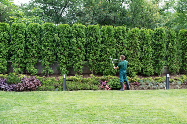 Best Sod Installation  in Pittsburg, TX