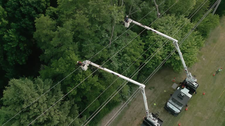 Best Tree Preservation Services  in Pittsburg, TX