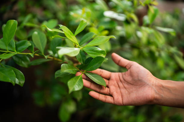 Best Tree Maintenance Programs  in Pittsburg, TX
