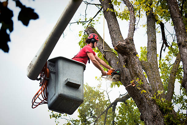 Best Arborist Consultation Services  in Pittsburg, TX